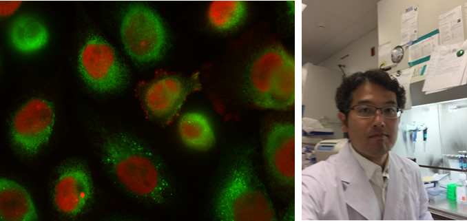 癌細胞の増殖の研究、研究室内の様子の写真